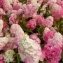 Aedhortensia Fraise Melba